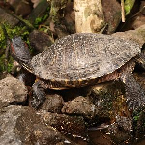 Red-eared slider (April 19th, 2015)