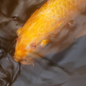 Koi (April 19th, 2015)