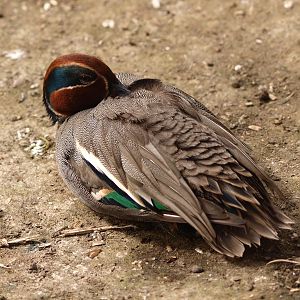 Green-winged teal (April 19th, 2015)