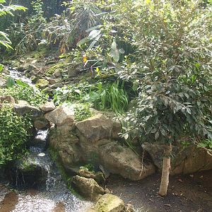 Foliage and stream (April 19th, 2015)