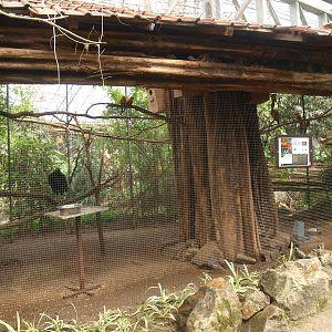 Sun conure and grey-winged trumpeter aviary (April 19th, 2015)