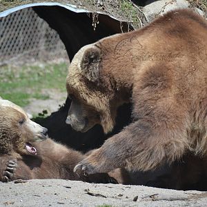 Grizzly bear play