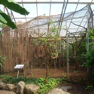 Red-ruffed lemur cage (April 19th, 2015)