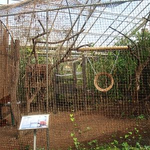 Red-ruffed lemur cage (April 19th, 2015)