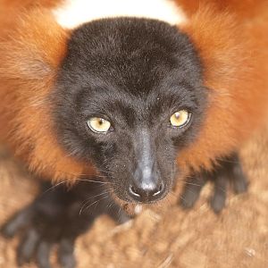 Red-ruffed lemur in close-up (April 19th, 2015)