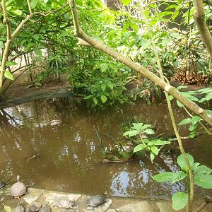 Slider turtle and koi pond (April 19th, 2015)