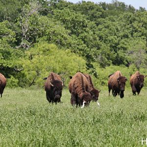Bison herd