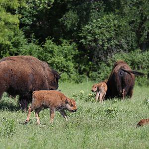 Bison with calves