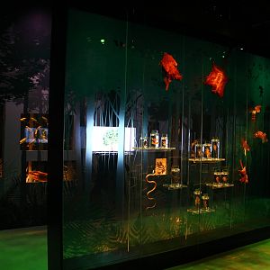 Lee Kong Chian Natural History Museum - Tropical Rainforests