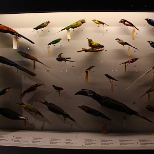 Lee Kong Chian Natural History Museum - Birds