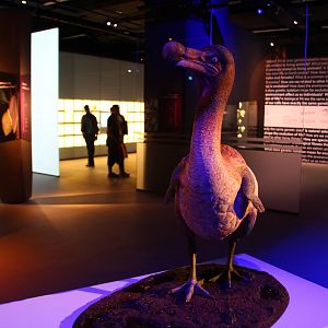 Lee Kong Chian Natural History Museum - Dodo