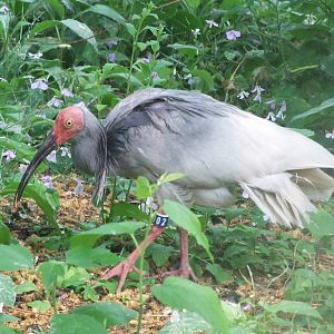 Crested ibis in breeding season