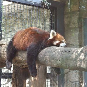 red panda