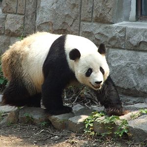 Giant panda