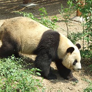 Giant panda
