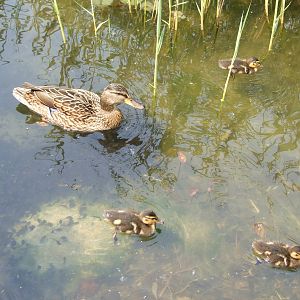 mallard and  tadpole