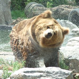 Brown bear