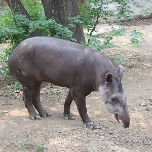 Brazilian tapir