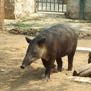 Baird?s tapir