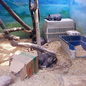 Mexican Hairless Dog