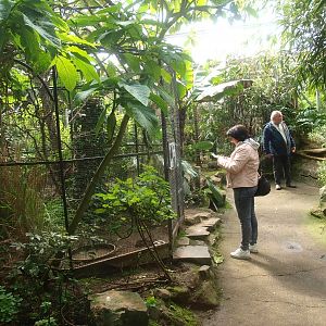 Tropics Hall - Viewing area and ornamental aviary (April 19th, 2015)
