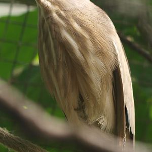 Little bittern (April 19th, 2015)