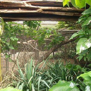 Acclimatization aviary (April 19th, 2015)