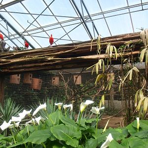 African grey parrot aviary (April 19th, 2015)