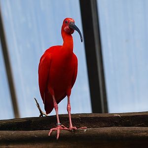 Scarlet ibis (April 19th, 2015)