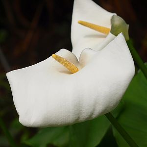 Calla flower (April 19th, 2015)