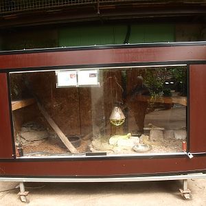 Improvised bearded dragon terrarium (April 19th, 2015)