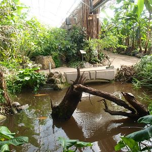 Turtle and koi pond (April 19th, 2015)