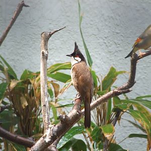 red-whiskered bulbul