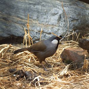 black-throated laughingthrush