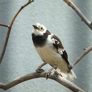 Black-collared starling