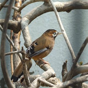 moustached laughingthrush