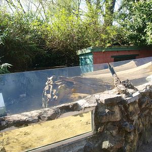 Meerkat enclosure (April 19th, 2015)