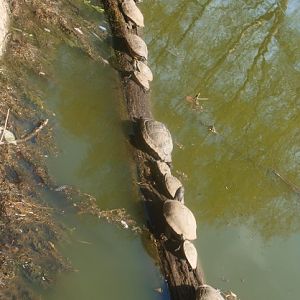Slider turtles on a trunk (April 19th, 2015)