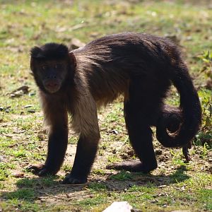 Brown capuchin (April 19th, 2015)