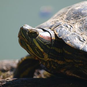 Red-eared slider (April 19th, 2015)