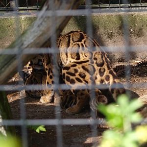 Mating clouded leopards (April 19th, 2015)