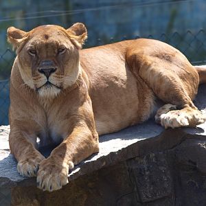 Lioness (April 19th, 2015)