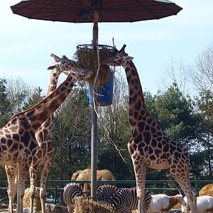 Savannah feeding stand (April 19th, 2015)