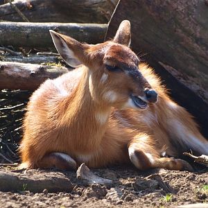 Female western sitatunga (April 19th, 2015)
