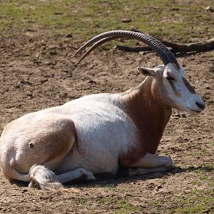Scimitar-horned oryx (April 19th, 2015)