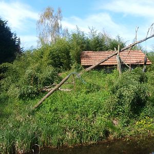 White-fronted lemur island (April 19th, 2015)