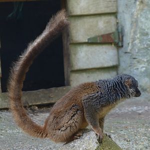 White-fronted lemur (April 19th, 2015)