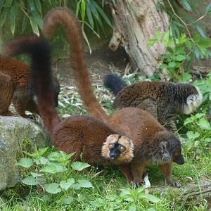 White-fronted lemurs (April 19th, 2015)