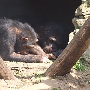 Chimpansees (April 19th, 2015)