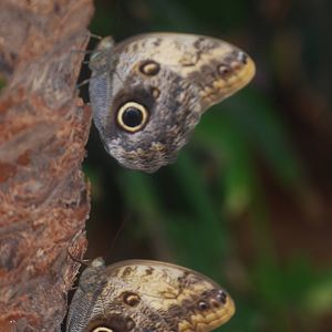 Giant owl butterflies